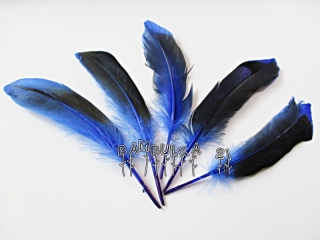 Pírka husí cca 11-16cm, barva modro černá 